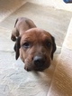 Small Photo #3 Redbone Coonhound Puppy For Sale in BOSLER, WY, USA