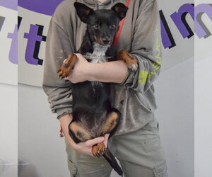 Holi - Female Dachshund-Unknown Mix Dog for Adoption - Photo #3
