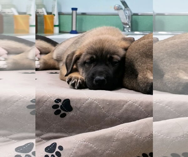 Medium Photo #1 Mutt Puppy For Sale in Kansas City, MO, USA