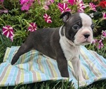 Puppy Sabrina Boston Terrier