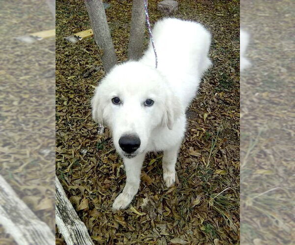 Medium Photo #3 Great Pyrenees Puppy For Sale in Spring, TX, USA