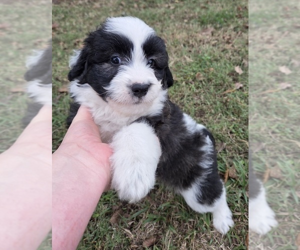 Medium Photo #26 Aussiedoodle Puppy For Sale in WILLS POINT, TX, USA