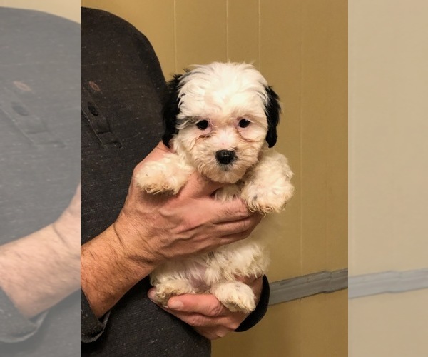Medium Photo #7 Zuchon Puppy For Sale in SPENCER, TN, USA
