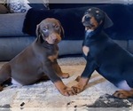 Small Photo #12 Doberman Pinscher Puppy For Sale in YUCCA VALLEY, CA, USA
