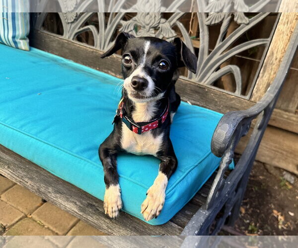 Medium Photo #2 Italian Greyhuahua Puppy For Sale in Santa Clara, CA, USA