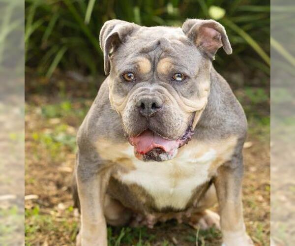 Medium Photo #2 Bulldog-Unknown Mix Puppy For Sale in Camarillo, CA, USA