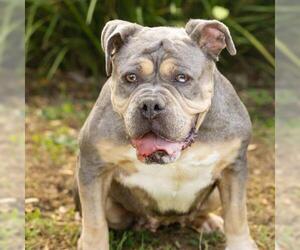 *HARPER - Female Bulldog-Unknown Mix Dog for Adoption - Photo #2