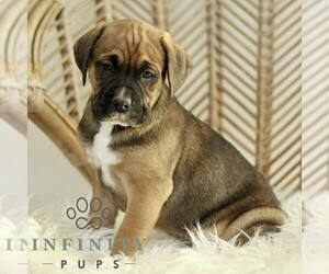 Boxador Puppy for sale in NEW HOLLAND, PA, USA
