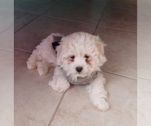 Maltipoo-Poodle (Toy) Mix Puppy for Sale in MC FARLAND, California USA