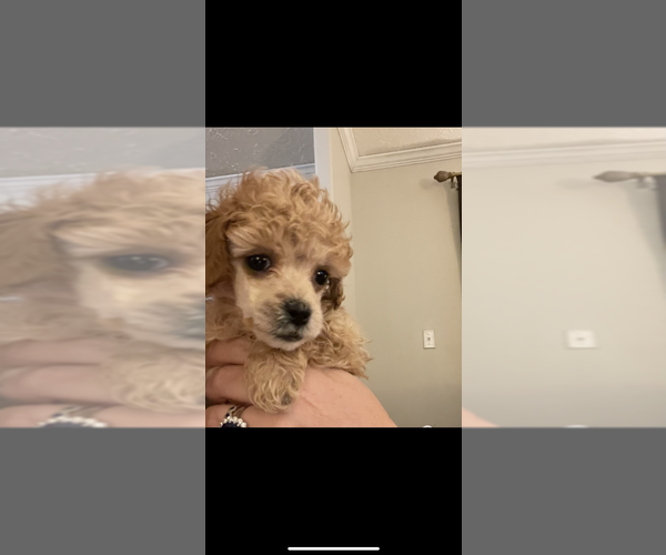 Medium Photo #2 Poodle (Toy) Puppy For Sale in LIVINGSTON, TX, USA