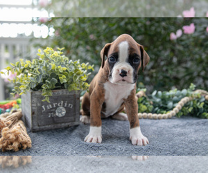 Medium Boxer