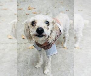 Maltipoo Dogs for adoption in Santa Barbara, CA, USA