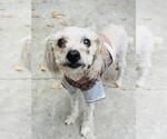 Small Maltipoo