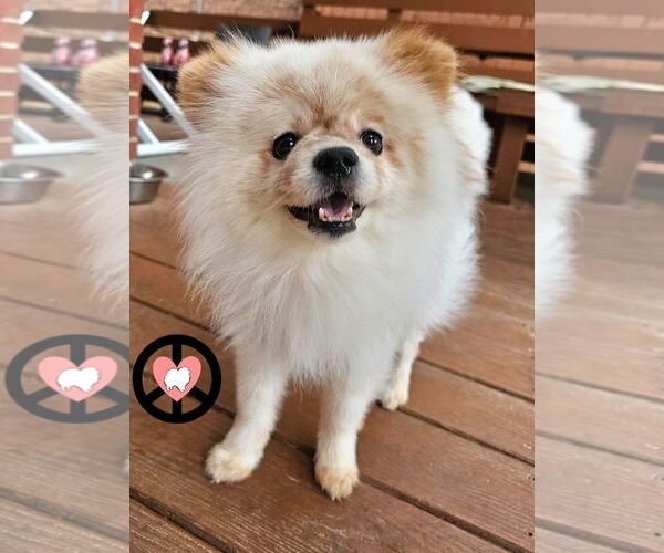 Medium Photo #4 Pomeranian Puppy For Sale in Lebanon, PA, USA