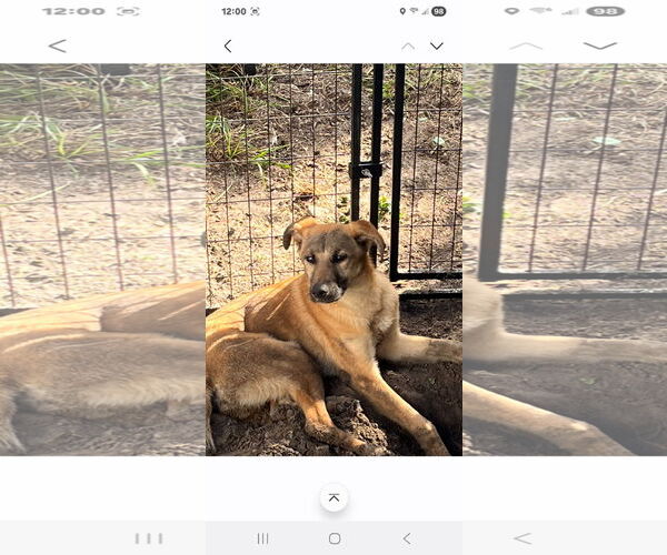 Medium Photo #2 Shollie Puppy For Sale in Brooksville, FL, USA