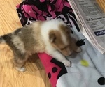 Small Photo #7 Collie Puppy For Sale in CHISAGO CITY, MN, USA