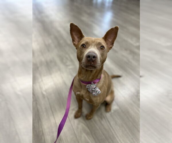 Medium Photo #3 Mutt Puppy For Sale in Plainfield, IL, USA