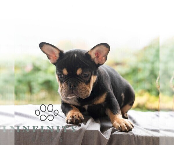 Medium Photo #8 French Bulldog Puppy For Sale in REBERSBURG, PA, USA