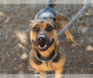 Mutt Dogs for adoption in Martinez, CA, USA