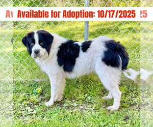 Great Pyrenees-Saint Bernard Mix Dogs for adoption in Williamsburg, IA, USA