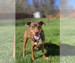 Small #6 Australian Kelpie-Miniature Pinscher Mix