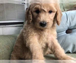 Goldendoodle Puppy for Sale in OMAHA, Nebraska USA