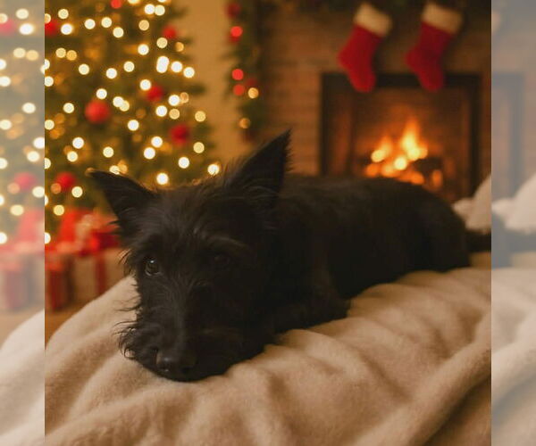 Medium Photo #5 Mutt Puppy For Sale in Springdale, PA, USA