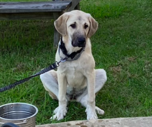 Anatolian Shepherd Puppy for sale in MILNER, GA, USA