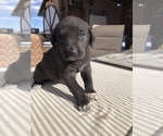 Small Photo #22 Great Pyredane Puppy For Sale in KINGMAN, AZ, USA