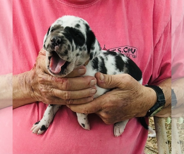 Medium Photo #11 Great Dane Puppy For Sale in THOMSON, GA, USA
