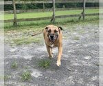 Small #2 Boxer-Chinese Shar-Pei Mix