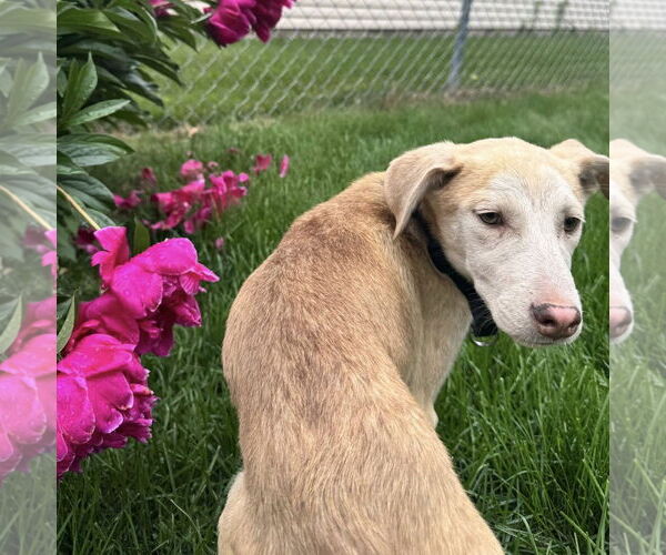 Medium Photo #4 Labrador Retriever-Unknown Mix Puppy For Sale in Cottage Grove, MN, USA