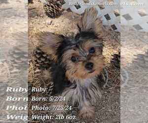Morkie Puppy for sale in TEMPE, AZ, USA