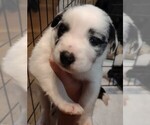 Puppy 8 Ball Australian Shepherd