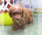 Small #5 Cavapoo
