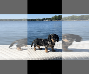 Dachshund Puppy for sale in NILES, MI, USA