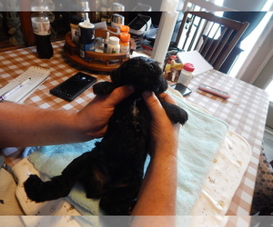 Schnauzer (Miniature) Puppy for sale in ROCKINGHAM, NC, USA