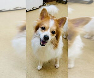 Pomimo Dogs for adoption in Derwood, MD, USA