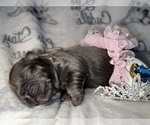 Small Photo #5 French Bulldog Puppy For Sale in MIMS, FL, USA