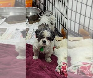 Shih Tzu-Unknown Mix Dogs for adoption in Mukwonago, WI, USA