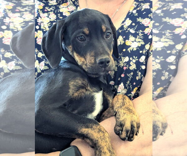 Medium Photo #2 Mutt Puppy For Sale in Milner, GA, USA