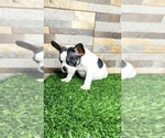 Small Photo #14 French Bulldog Puppy For Sale in CARY, NC, USA