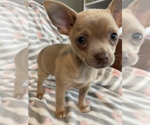 Chihuahua Puppy for sale in SMITHFIELD, NC, USA