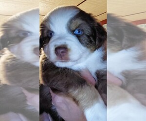 Miniature Australian Shepherd Puppy for sale in BLACKSBURG, SC, USA