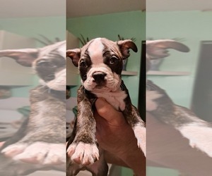 Boston Terrier Puppy for sale in SILVER SPGS, FL, USA