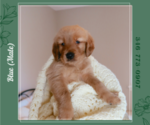 Puppy Blue Golden Retriever
