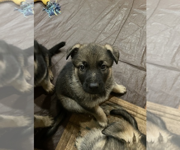 Medium Photo #7 German Shepherd Dog Puppy For Sale in MADISON HEIGHTS, VA, USA