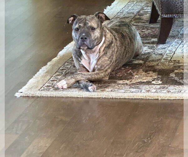 Medium Photo #5 Staffordshire Bull Terrier-Unknown Mix Puppy For Sale in Princeton, MN, USA