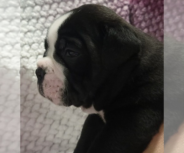 Medium Photo #8 Olde English Bulldogge Puppy For Sale in ATHOL, ID, USA