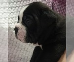 Small #7 Olde English Bulldogge